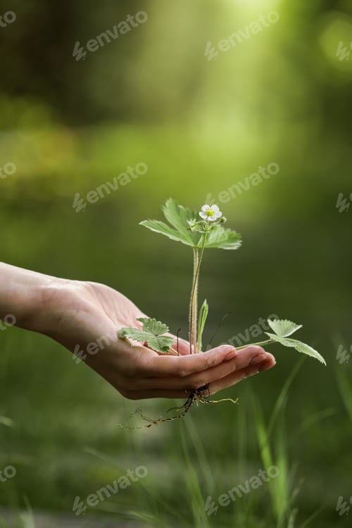 Preview: environment Earth Day In the hands of trees growing seedlings. Bokeh green Background Female hand