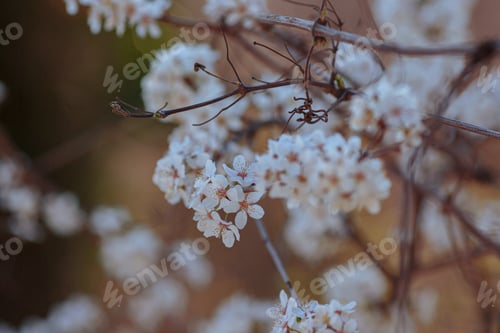 Preview: Blossoming branch with with flowers of cherry plum.