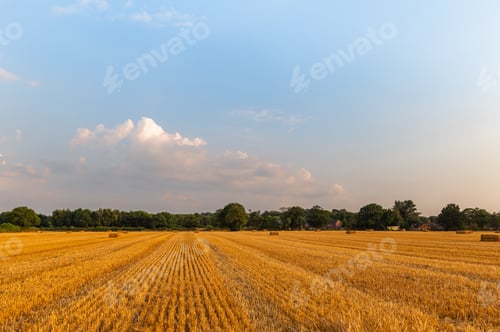 Preview: Golden wheat fields
