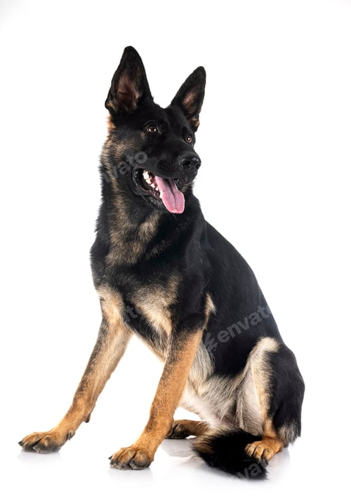 Preview: young german shepherd