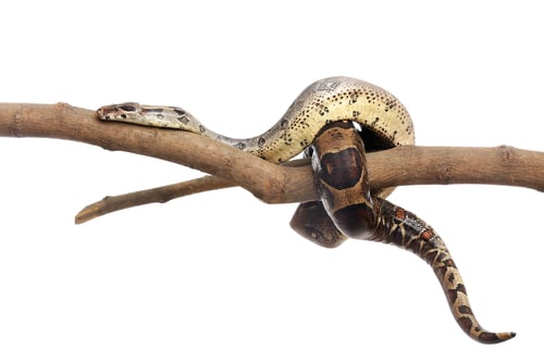Preview: Brown boa constrictor on tree branch against white background