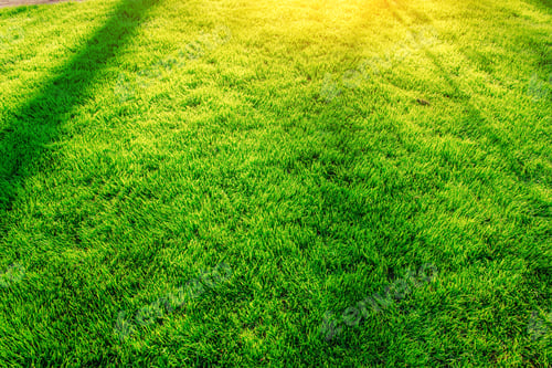 Preview: green grass. natural background texture