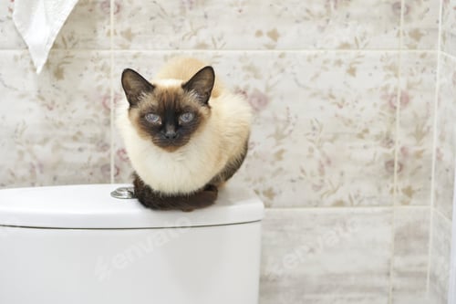 Preview: Siamese cat resting on toilet lid in floral tiled bathroom interior design