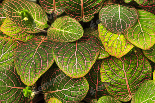 Preview: Fittonia Plant Closeup