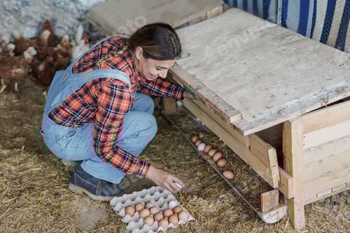 Preview: Woman Collecting Fresh Eggs from Chicken Coop