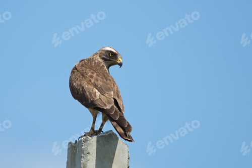 Preview: Grey-Faced Buzzard perched