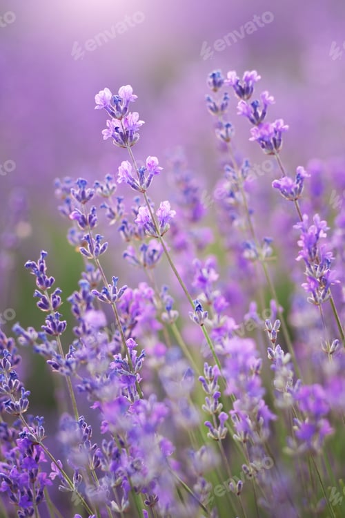 Preview: Lavender flowers nature.