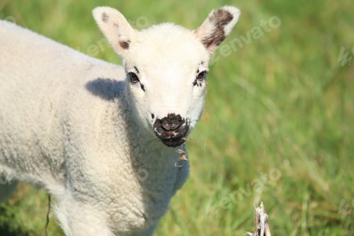 Preview: Close-Up Of A Curious Lamb Standing On A Lush Green Meadow