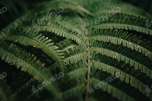 Preview: Super close up of the texture of some fern leaves on dark and green tones during a rainy day