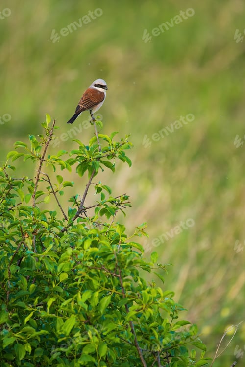 Preview: Red-backed shrike - Lanius collurio , small passerine bird