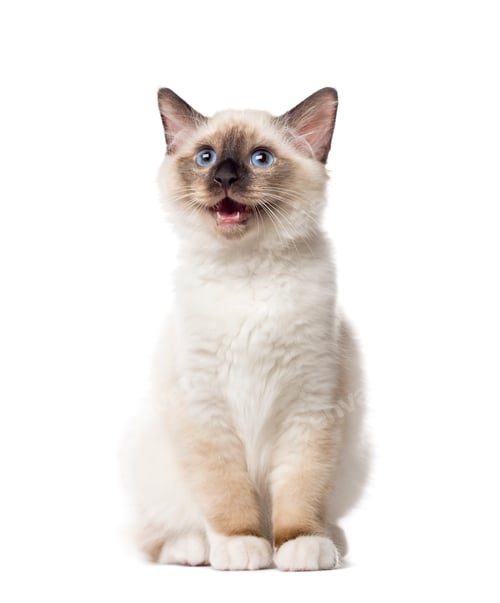 Preview: Kitten Birman sitting and mewing, 3 months old, isolated on white
