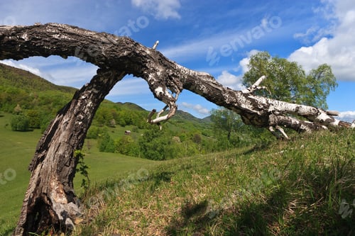 Preview: Landscape with Old Tree and Rolling Green Hills