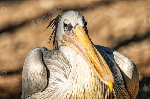 Preview: Close-up of a pink-backed pelican with detailed feathers and a focused gaze sitting under the sun