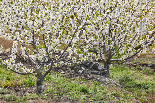 Preview: Cherry blossom in Jerte Valley, Caceres. Spring in Spain. Season