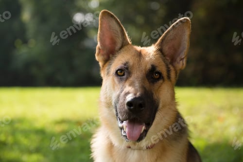 Preview: Young Purebreed Alsatian Dog In Park