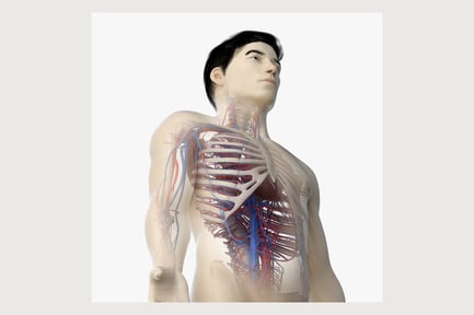 Preview: Asian Male Anatomy: Skeleton, Skin, Vascular System