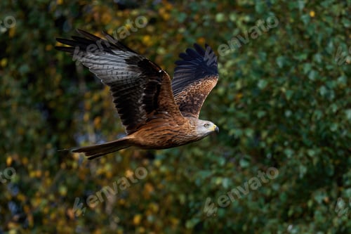 Preview: Red kite (Milvus milvus)