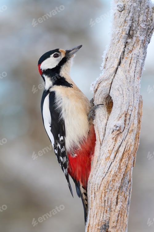 Preview: Great spotted woodpecker (Dendrocopos major)