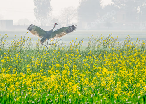Preview: Brolga with red head flying in field