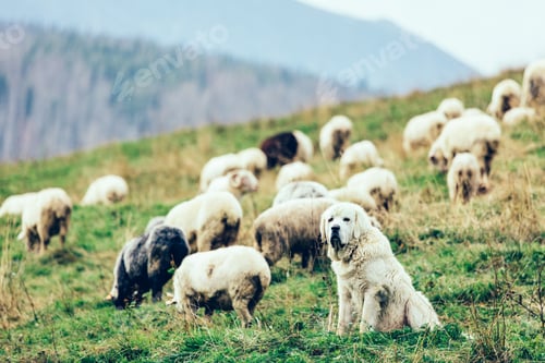 Preview: Polish Tatra Sheepdog guards sheep in Tatra Mountains, Poland.