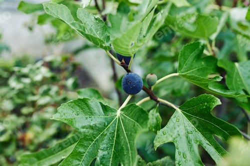 Preview: Lush fig tree with vibrant green leaves and blue fruit hanging from branches in garden