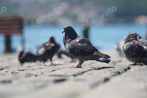 Preview: Pigeons wandering near the waterfront on a sunny day