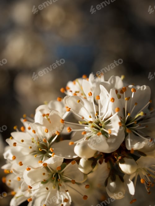 Preview: Spring Garden