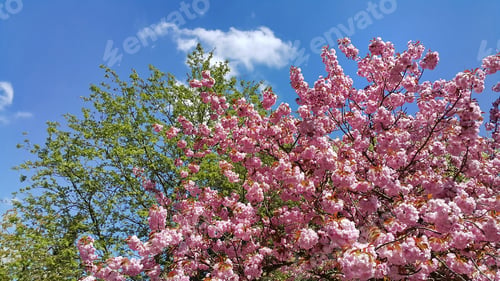 Preview: Beautiful branches of flowering spring trees on blue sky