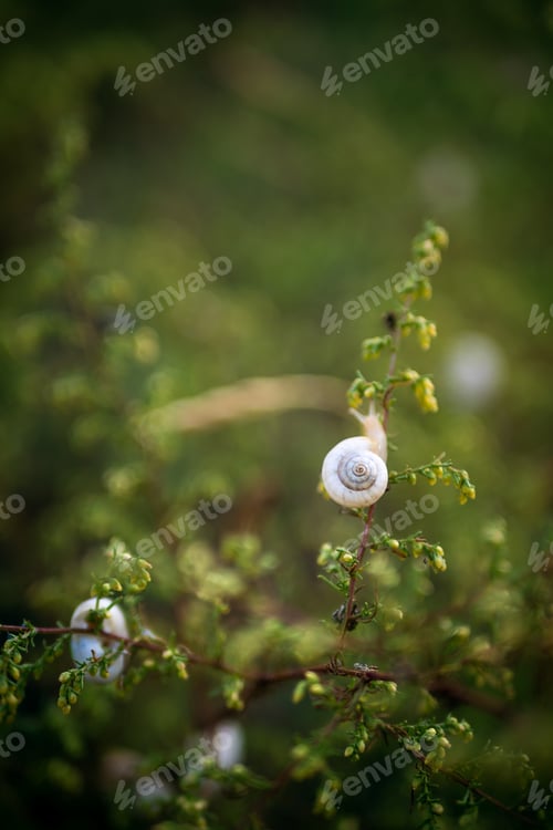 Preview: The snail hid in its shell on the green leaves of the plant.