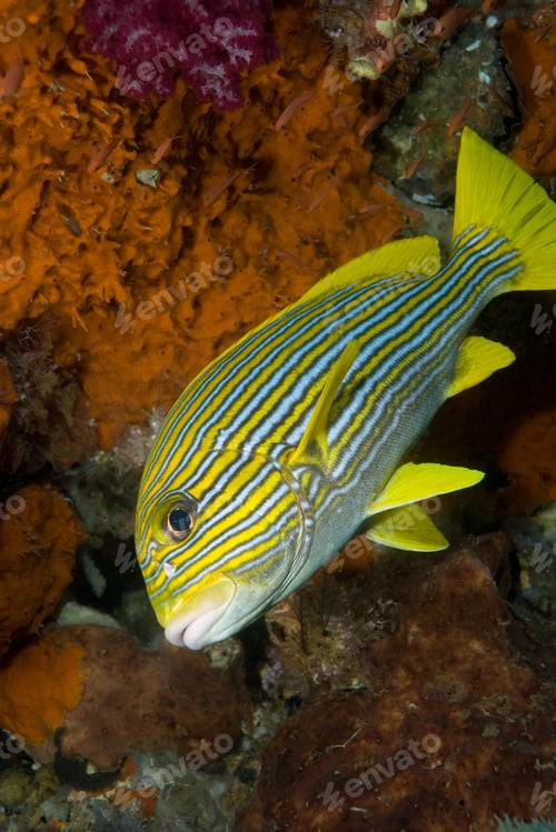 Preview: Close-up of Ribbon sweetlips.