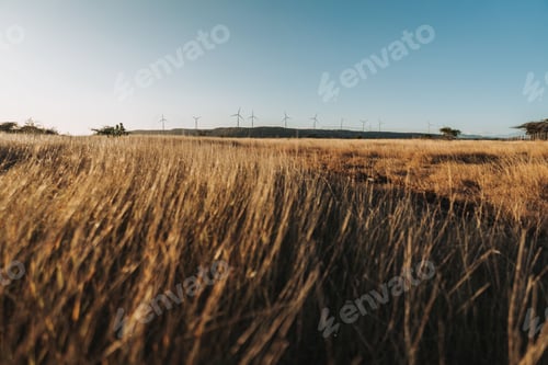 Preview: Golden field with wind turbines under a blue sky.