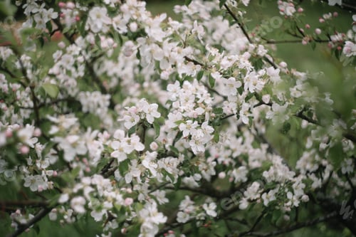 Preview: Spring banner, branches of blossoming cherry against background of blue sky on nature outdoors