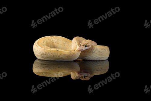 Preview: The colourful ball royal python isolated on black background