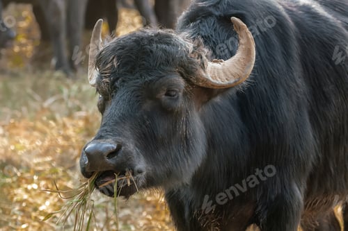 Preview: Mediterranean Water Buffalo eating (Bubalus bubalis)
