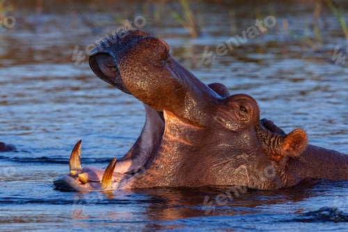 Preview: Hippopotamus - Botswana