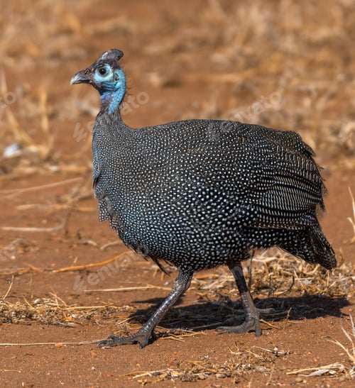 Preview: Selective focus of a plumed guineafowl walking in a field under the sunlight