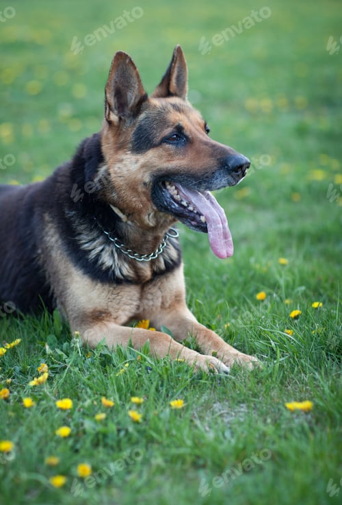 Preview: Clever German Shepherd dog lying in the spring grass, waiting fo