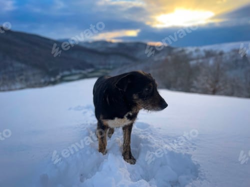 Preview: Brown dog in the snow with lake and snowcapped mountains in the background on a cloudy day