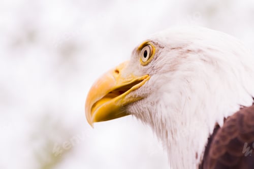 Preview: Bald eagle