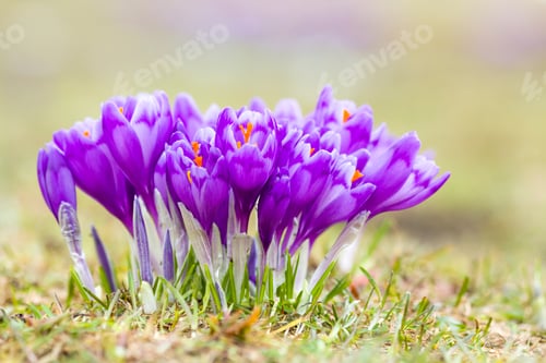 Preview: Close-up of marvelous blooming violet crocuses in the Carpathian mountains valley