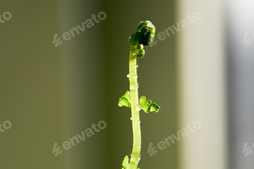 Fern Frond Emerging in a Natural Setting