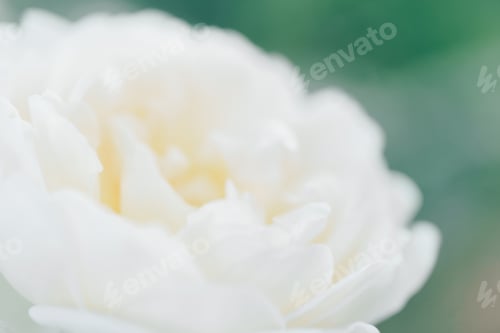Preview: White defocused blurred roses flowers background. Abstract flower backdrop. Macro of pink petals