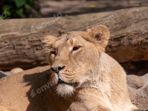 Preview: Portrait lioness basking in the warm sun after dinner