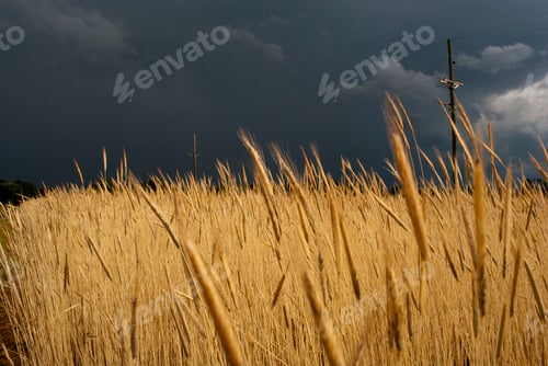 Preview: nature