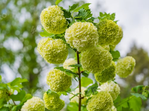 Preview: Vibrant close-up of a viburnum oculus bush with lush foliage and an abundance of vivid blossoms