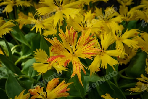 Preview: a bunch of yellow flowers with many leaves in the background
