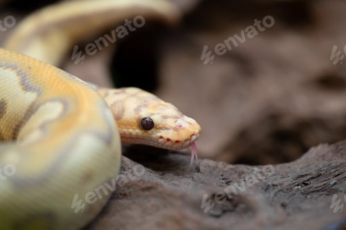 Preview: Yellow and white mixed python snake.
