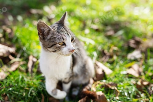 Preview: A multi-colored gray cat basking in the autumn sun while sitting in the park on the grass.