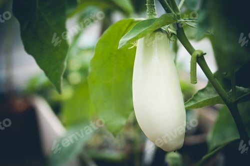 Preview: Close-up Eggplant plant