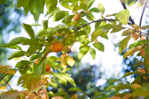 Preview: Persimmon ripens on branches in the garden among yellow and green leaves in the sun